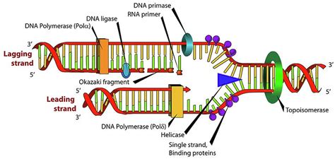 Dna Structure Interpreting Diagrams Dna Structure Overvi