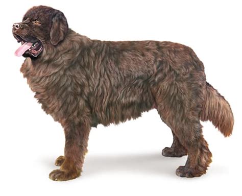 terre neuve media larousse