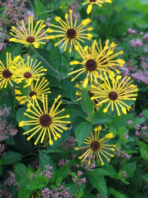 Rudbeckia Subtomentosa Henry Eilers