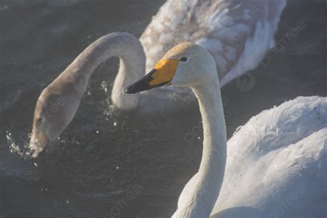 Hermosos Cisnes Chillones Blancos Hermosos Cisnes Chillones Blancos