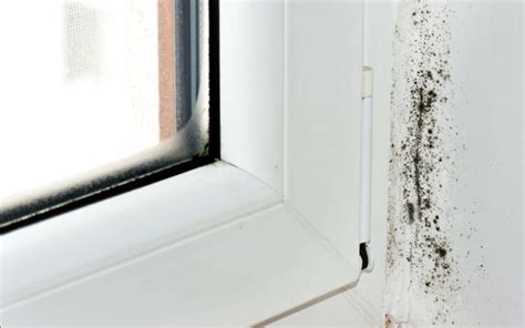 Signs Of Mold In The Home Carolina Homechek Inc