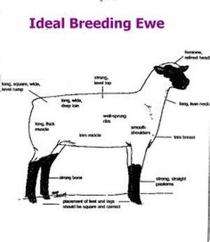 Breeding Ewes - Shae's Livestock Evaluation Guide