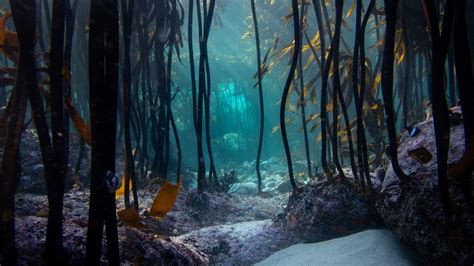 Su And Sea Change Project Join Forces To Explore Sas Kelp Forests