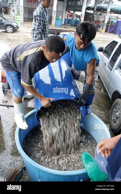 Myanmar Migrant Workers Working At Shrimp Market In Samut Sakhon