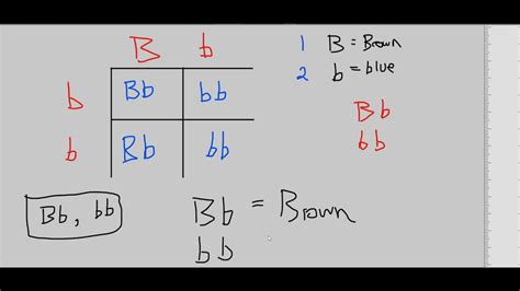 Biology 1 Punnett Square Introduction Dominant Recessive Genotypes And Phenotypes Youtube