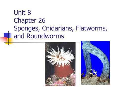 Ppt Unit Chapter Sponges Cnidarians Flatworms And Roundworms