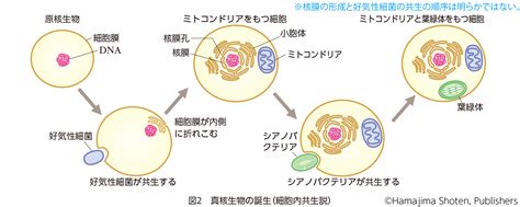 【進化view】発酵から呼吸へ 生物図表オンライン