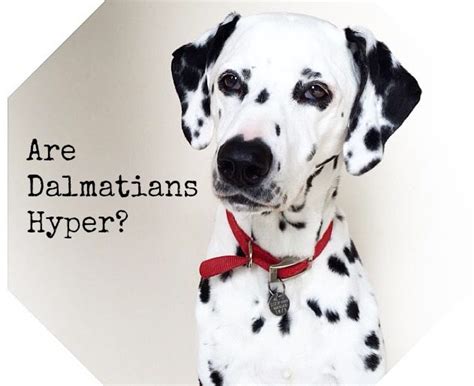 Dalmatian Diet And Purine Problems Dalmatian Diy In 2023 Pet Food