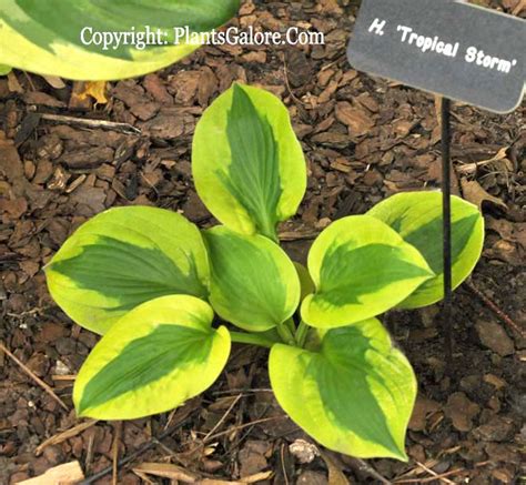 Hosta 'Tropical Storm' from The Hosta Helper - Presented by ...