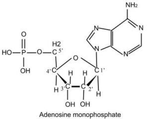 Adenosine Monophosphate - Laboratory Notes