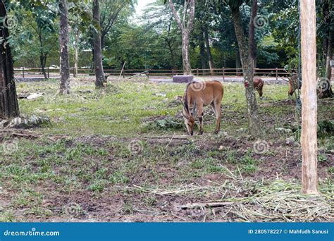 Spiral Horned Antelope Foraging In Zoo Stock Image Image Of