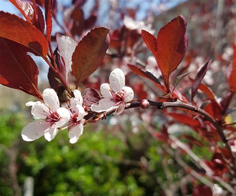 СЛИВА КРАСНОЛИСТНАЯ. Алыча вишневоплодная). Prunus cerasifera Ehrh.
