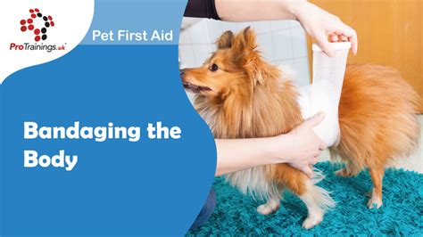 Bandaging The Body Pet First Aid For Pet Professionals Level 3 Vtq