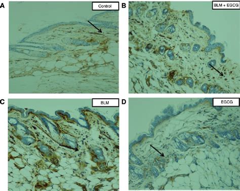 Figure 3 From Effects Of Epigallocatechin 3 Gallate EGCG On A