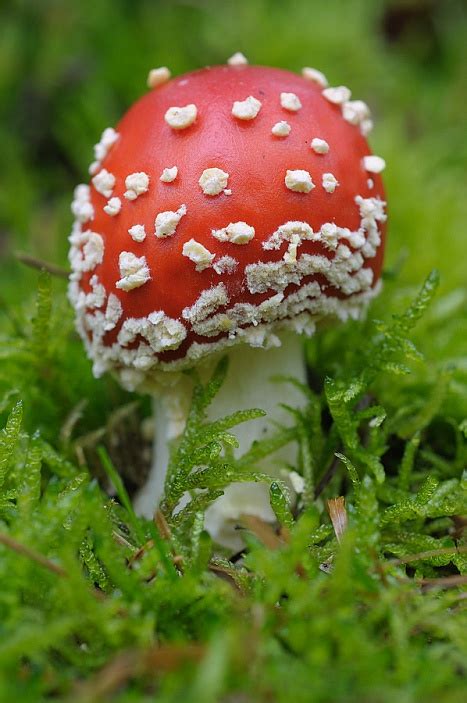 Fliegenpilze Amanita Muscaria Fotos Bilder Naturfotos Thomas