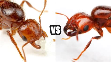 Solenopsis Invicta Vs Solenopsis Geminata🔴guia Definitiva Youtube