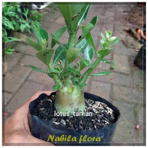 Jual Pohon Bonsai Adenium Arabicum Obesum Bibit Tanaman Bonsai Adenium