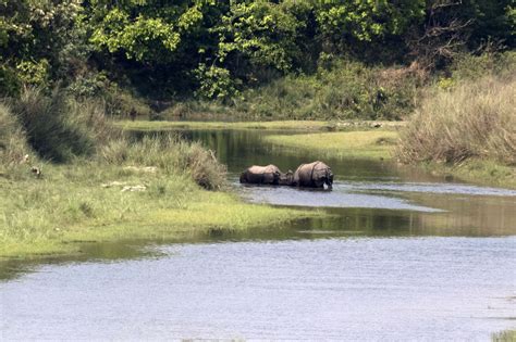 Nepal has 752 one-horned rhinos, new census reveals