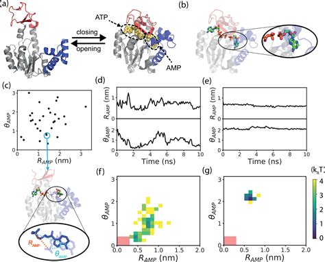 Role Of Repeated Conformational Transitions In Substrate Binding Of