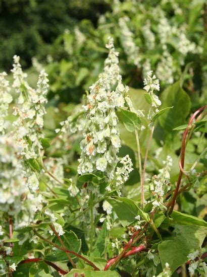 Climbing False Buckwheat Mizzou Weedid