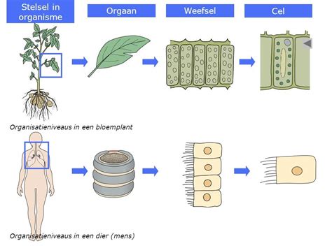 Organisatieniveaus Natuurwetenschappen