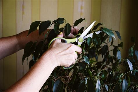 Cuidados Del Ficus Benjamina Huerto En Casa