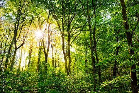 Lichtung im Wald mit Sonne durch Bäume scheint Stock Photo Adobe