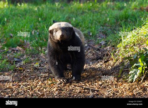 Honey Badger Mellivora Capensis Walking Stock Photo Alamy