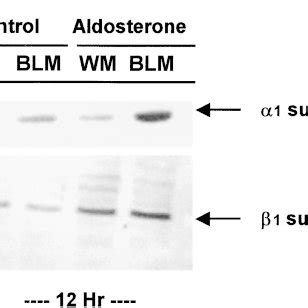 A Effects Of Nm Aldosterone On Na K Atpase Hydrolytic Activity Of