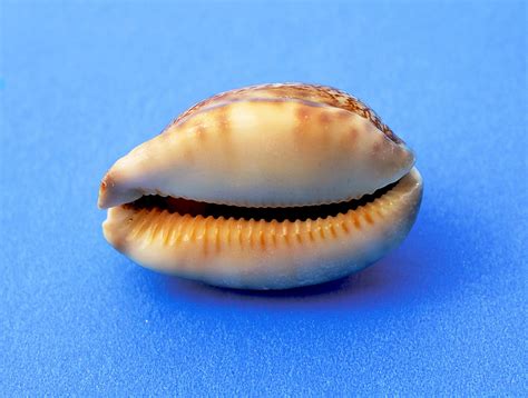 Download free photo of Snail,molluscum,marine,sea shells,sea snail ...