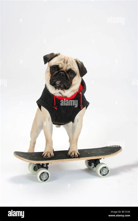 Pug with pullover on skateboard Stock Photo - Alamy