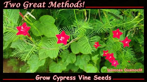 Grow Cypress Vine From Seed English Youtube