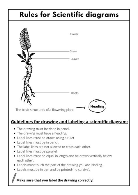 Natural Sciences And Technology Labeling A Scientific Diagram • Teacha