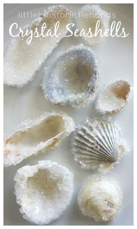 Crystal Seashells Borax Crystal Growing Science Experiment