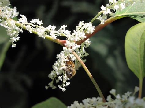 Wildflower: Japanese Knotweed (Polygonum cuspidatum), Samuel Justice Trail