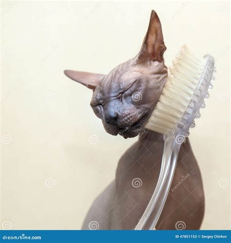 Naked Cat Stock Image Image Of Sphinx Cute Completely