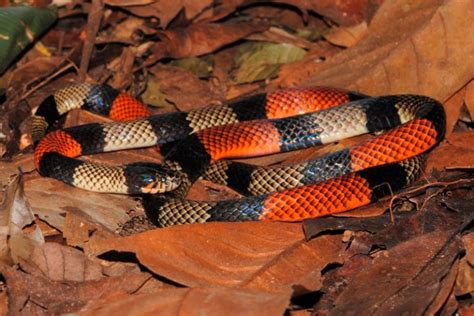 Conhe A As Quatro Esp Cies De Cobras Mais Letais Da Amaz Nia Brasileira