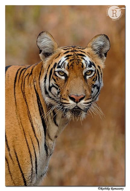 Rathika Ramasamys Wildlife Photography Tigers Ambeutara Tigeress