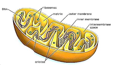 Mitochondria Flashcards Quizlet