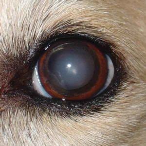 Do Cataracts In Dogs Lead To Blindness