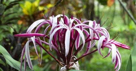 Crinum Lily Care Secrets: Growing Stunning Blooms with Ease