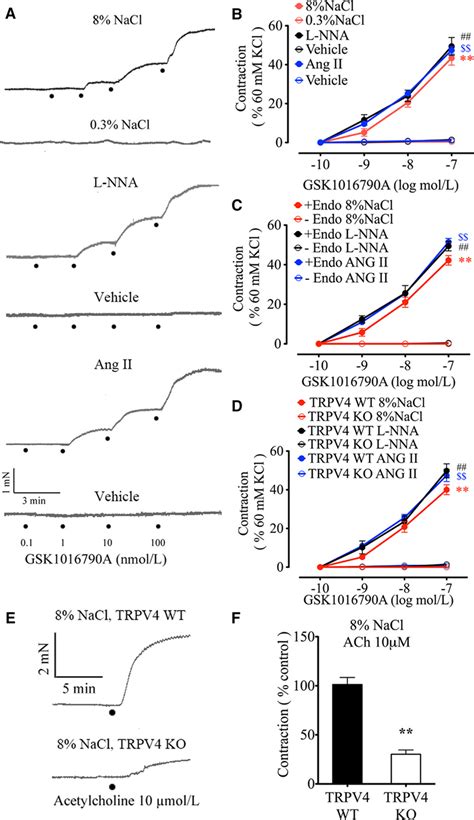 Trpv Transient Receptor Potential Vanilloid Mediates Endothelium