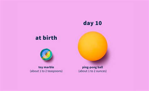 Infant Stomach Size Chart Kemele