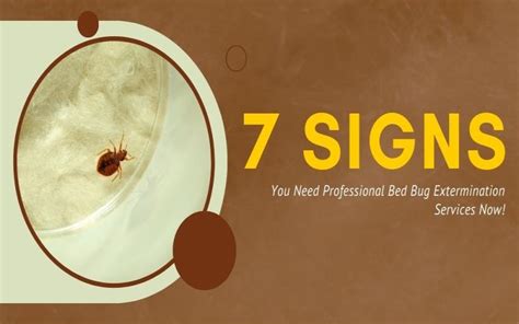 Signs You Need Professional Bed Bug Extermination Services Now