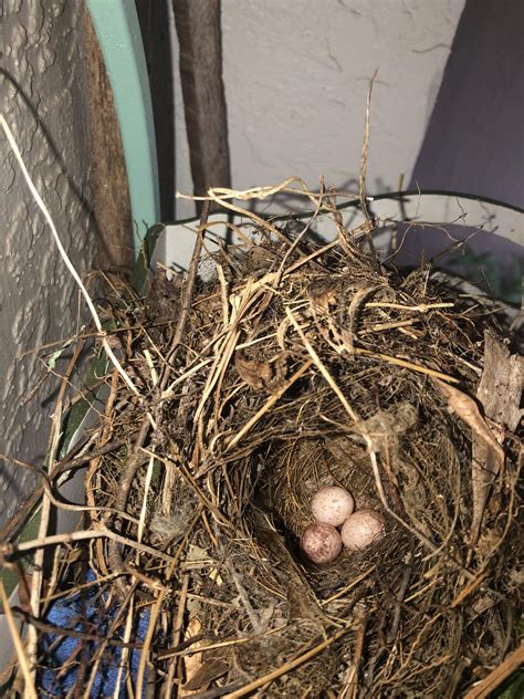 Carolina wren eggs on my front porch shelf! : r/GardenWild