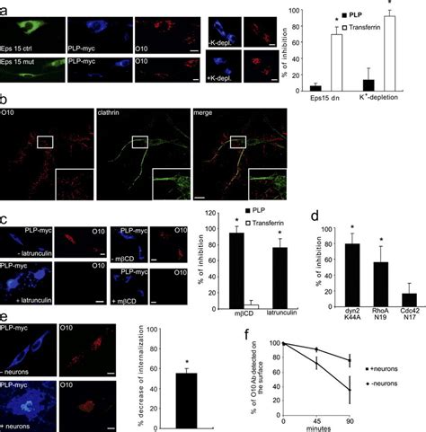 The Cholesterol Dependent And Clathrin Independent Internalization Of