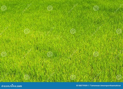 Bright Green Rice Field In Rural Background Stock Image Image Of