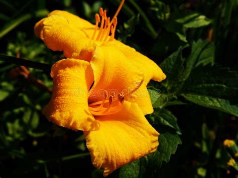 Hemerocallis Stella De Oro Daylily Stock Image Image Of Bloom