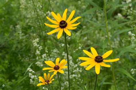 Maine Wildflowers Your Source For Identifying Wildflowers In Maine