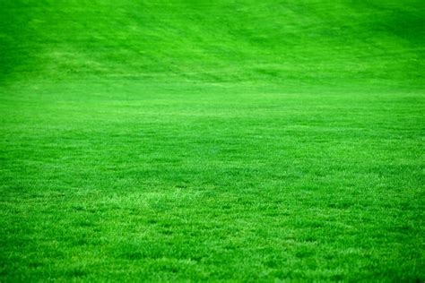 500 Green Grass Pictures Download Free Images On Unsplash